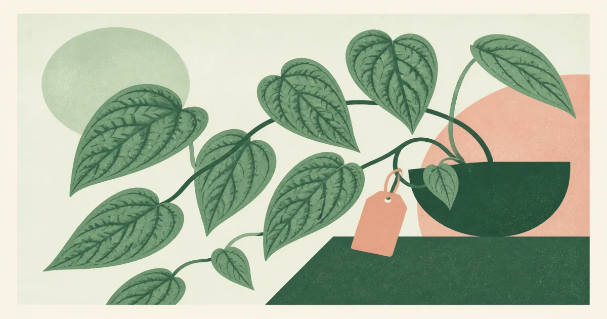 Geometric screenprint illustration of a Monstera Peru vine with textured leaves and a plant tag