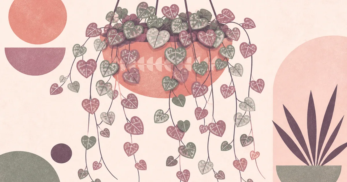 Geometric screenprint of a string of hearts plant with trailing heart-shaped leaves in a hanging pot