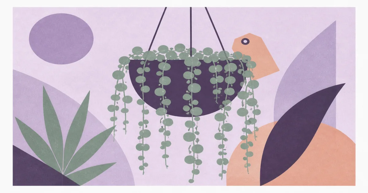 Geometric screenprint illustration of a string of pearls plant trailing from a hanging pot