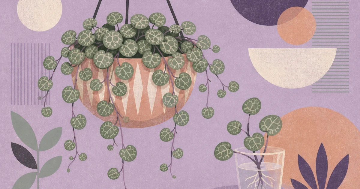 Geometric screenprint of a string of turtles plant in a hanging pot with a rooted cutting